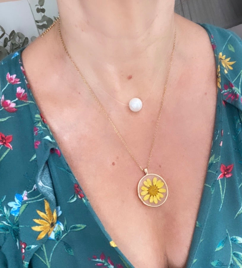 Collar Daisy flower