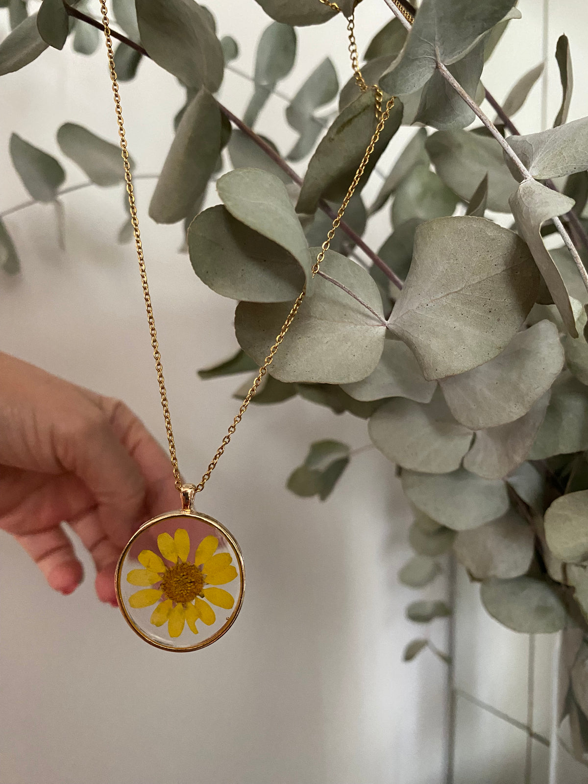 Collar Daisy flower