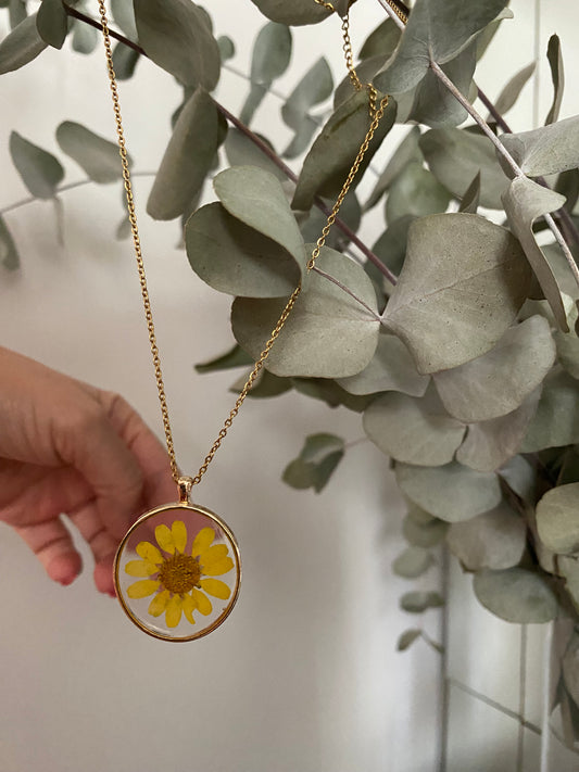 Collar Daisy flower